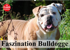 Faszination Bulldogge (Wandkalender 2023 DIN A2 quer) von Stanzer,  Elisabeth