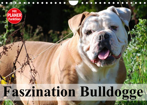 Faszination Bulldogge (Wandkalender 2023 DIN A4 quer) von Stanzer,  Elisabeth