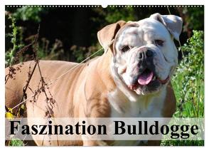 Faszination Bulldogge (Wandkalender 2024 DIN A2 quer), CALVENDO Monatskalender von Stanzer,  Elisabeth