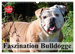 Faszination Bulldogge (Wandkalender 2024 DIN A3 quer), CALVENDO Monatskalender von Stanzer,  Elisabeth