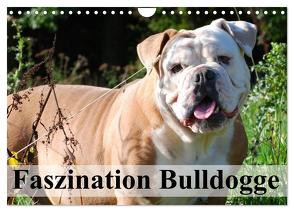 Faszination Bulldogge (Wandkalender 2024 DIN A4 quer), CALVENDO Monatskalender von Stanzer,  Elisabeth