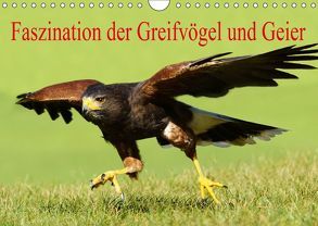Faszination der Greifvögel und Geier (Wandkalender 2019 DIN A4 quer) von Müller,  Erika