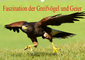 Faszination der Greifvögel und Geier (Wandkalender 2023 DIN A3 quer) von Müller,  Erika