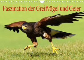 Faszination der Greifvögel und Geier (Wandkalender 2023 DIN A4 quer) von Müller,  Erika