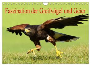 Faszination der Greifvögel und Geier (Wandkalender 2024 DIN A4 quer), CALVENDO Monatskalender von Müller,  Erika