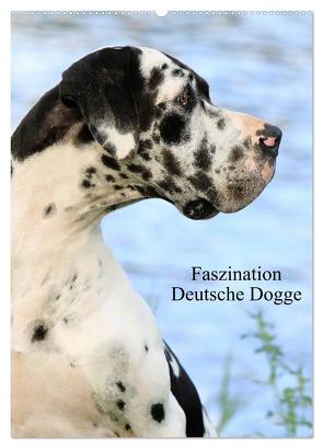 Faszination Deutsche Dogge (Wandkalender 2024 DIN A2 hoch), CALVENDO Monatskalender von Reiß-Seibert,  Marion