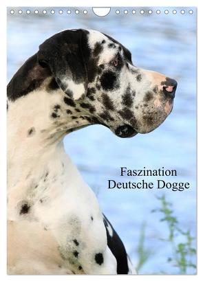 Faszination Deutsche Dogge (Wandkalender 2024 DIN A4 hoch), CALVENDO Monatskalender von Reiß-Seibert,  Marion