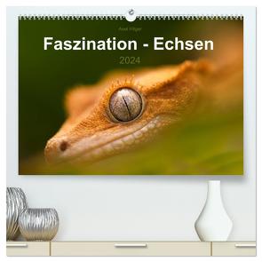 Faszination – Echsen (hochwertiger Premium Wandkalender 2024 DIN A2 quer), Kunstdruck in Hochglanz von Hilger,  Axel