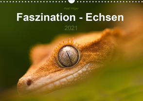 Faszination – Echsen (Wandkalender 2021 DIN A3 quer) von Hilger,  Axel