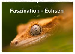 Faszination – Echsen (Wandkalender 2024 DIN A2 quer), CALVENDO Monatskalender von Hilger,  Axel