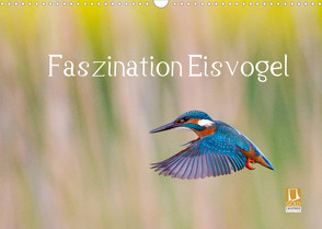 Faszination Eisvogel (Wandkalender 2022 DIN A3 quer) von Martin,  Wilfried