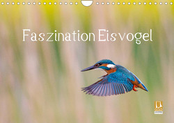 Faszination Eisvogel (Wandkalender 2023 DIN A4 quer) von Martin,  Wilfried