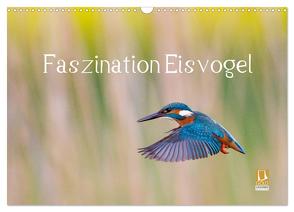 Faszination Eisvogel (Wandkalender 2024 DIN A3 quer), CALVENDO Monatskalender von Martin,  Wilfried