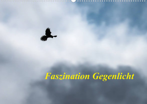 Faszination Gegenlicht (Wandkalender 2023 DIN A2 quer) von Martin (GDT),  Wilfried