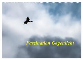 Faszination Gegenlicht (Wandkalender 2024 DIN A2 quer), CALVENDO Monatskalender von Martin (GDT),  Wilfried