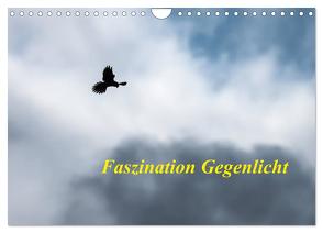 Faszination Gegenlicht (Wandkalender 2024 DIN A4 quer), CALVENDO Monatskalender von Martin (GDT),  Wilfried