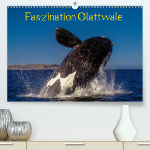 Faszination Glattwale (Premium, hochwertiger DIN A2 Wandkalender 2021, Kunstdruck in Hochglanz) von Maywald,  Armin