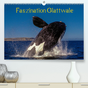 Faszination Glattwale (Premium, hochwertiger DIN A2 Wandkalender 2022, Kunstdruck in Hochglanz) von Maywald,  Armin