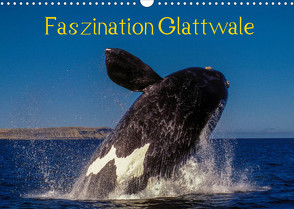 Faszination Glattwale (Wandkalender 2022 DIN A3 quer) von Maywald,  Armin