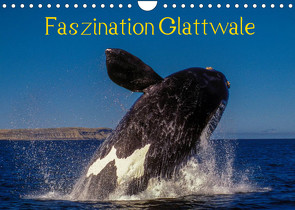 Faszination Glattwale (Wandkalender 2022 DIN A4 quer) von Maywald,  Armin