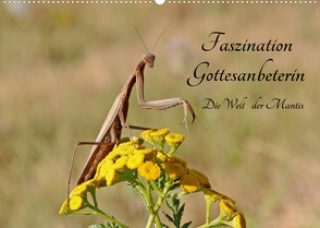 Faszination Gottesanbeterin – Die Welt der Mantis (Wandkalender 2022 DIN A2 quer) von juehust