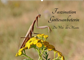 Faszination Gottesanbeterin – Die Welt der Mantis (Wandkalender 2023 DIN A2 quer) von juehust