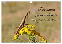 Faszination Gottesanbeterin – Die Welt der Mantis (Wandkalender 2024 DIN A3 quer), CALVENDO Monatskalender von juehust,  juehust