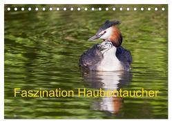 Faszination Haubentaucher (Tischkalender 2024 DIN A5 quer), CALVENDO Monatskalender von Martin,  Wilfried