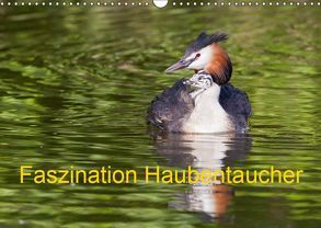 Faszination Haubentaucher (Wandkalender 2019 DIN A3 quer) von Martin,  Wilfried