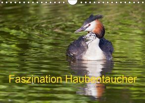 Faszination Haubentaucher (Wandkalender 2019 DIN A4 quer) von Martin,  Wilfried