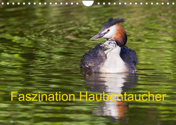 Faszination Haubentaucher (Wandkalender 2023 DIN A4 quer) von Martin,  Wilfried