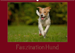 Faszination Hund (Wandkalender 2023 DIN A2 quer) von Bischof,  Melanie, Bischof,  Tierfotografie