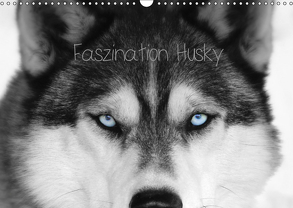 Faszination Husky (Wandkalender 2019 DIN A3 quer) von Snow Wolf Valley,  of