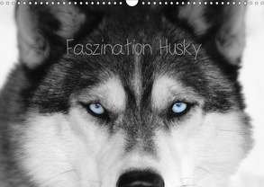 Faszination Husky (Wandkalender 2020 DIN A3 quer) von Snow Wolf Valley,  of