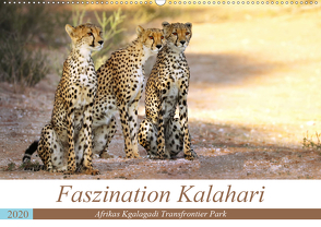 Faszination Kalahari (Wandkalender 2020 DIN A2 quer) von Woyke,  Wibke