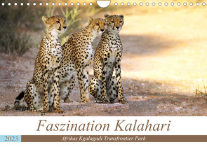 Faszination Kalahari (Wandkalender 2023 DIN A4 quer) von Woyke,  Wibke