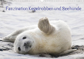 Faszination Kegelrobben und Seehunde 2022 (Wandkalender 2022 DIN A3 quer) von Maywald,  Armin