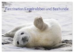 Faszination Kegelrobben und Seehunde 2024 (Wandkalender 2024 DIN A2 quer), CALVENDO Monatskalender von Maywald,  Armin