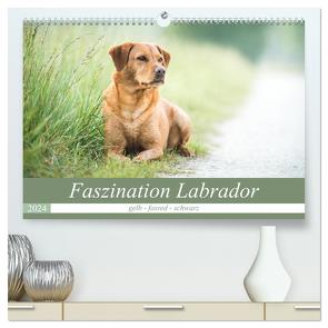 Faszination Labrador – gelb, foxred, schwarz (hochwertiger Premium Wandkalender 2024 DIN A2 quer), Kunstdruck in Hochglanz von Strunz,  Cornelia