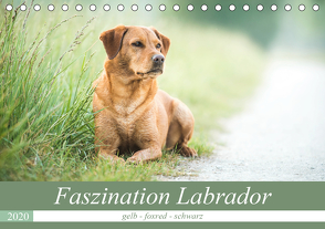 Faszination Labrador – gelb, foxred, schwarz (Tischkalender 2020 DIN A5 quer) von Strunz,  Cornelia