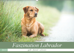 Faszination Labrador – gelb, foxred, schwarz (Wandkalender 2019 DIN A2 quer) von Strunz,  Cornelia
