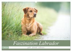 Faszination Labrador – gelb, foxred, schwarz (Wandkalender 2024 DIN A2 quer), CALVENDO Monatskalender von Strunz,  Cornelia