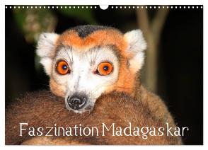 Faszination Madagaskar (Wandkalender 2024 DIN A3 quer), CALVENDO Monatskalender von Raab,  Karsten-Thilo