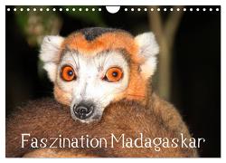 Faszination Madagaskar (Wandkalender 2024 DIN A4 quer), CALVENDO Monatskalender von Raab,  Karsten-Thilo