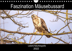 Faszination Mäusebussard (Wandkalender 2022 DIN A4 quer) von Andreas Lederle,  Kevin