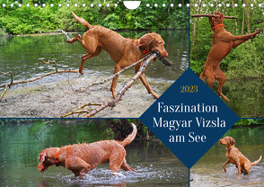 Faszination Magyar Vizsla am See (Wandkalender 2023 DIN A4 quer) von Paul - Babett's Bildergalerie,  Babett