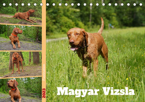 Faszination Magyar Vizsla (Tischkalender 2023 DIN A5 quer) von Paul - Babett's Bildergalerie,  Babett