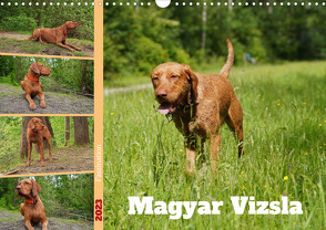 Faszination Magyar Vizsla (Wandkalender 2023 DIN A3 quer) von Paul - Babett's Bildergalerie,  Babett
