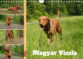 Faszination Magyar Vizsla (Wandkalender 2023 DIN A4 quer) von Paul - Babett's Bildergalerie,  Babett