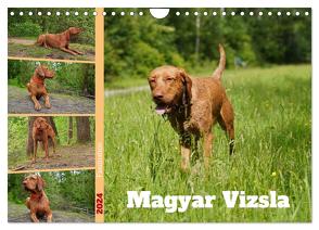 Faszination Magyar Vizsla (Wandkalender 2024 DIN A4 quer), CALVENDO Monatskalender von Paul - Babett's Bildergalerie,  Babett